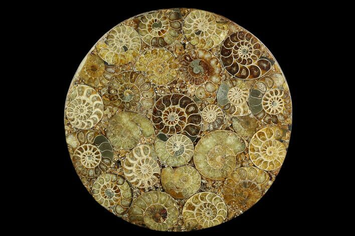 8.2" Composite Plate Of Agatized Ammonite Fossils